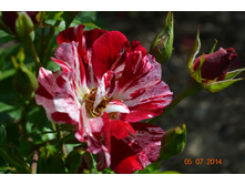 ���� W. Fourth of July