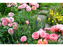 ����� ������ � ������ ����