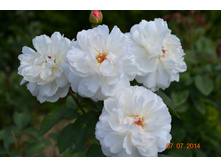 Winchester Cathedral � ����