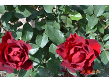 ���� �. Heinz Winkler