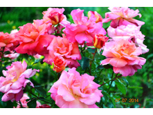 ������� �����.JPG