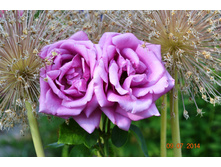 ��� ������ � ������.JPG