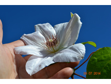 ����� ������.JPG