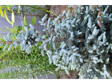 ��� �������.JPG