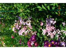 �����, �����.JPG