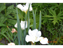 ���� � ����.JPG