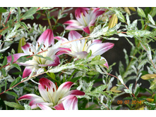 ����� � ���.JPG