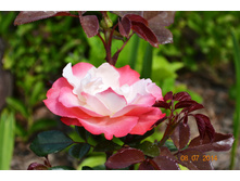 ��������� ������ ��������.JPG