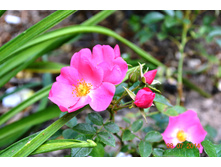 ������� ������ �����.JPG