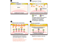 ����� 2.jpg