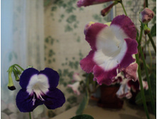 Roulette azur � Zuza Pink