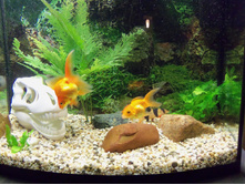 ��� ��������