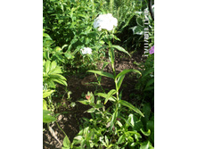 �������� ����� 40.JPG