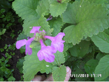 ������� 50 ���.