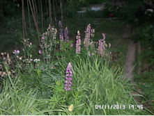 ������ 50 ���..JPG