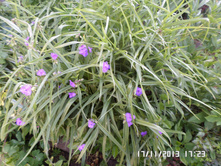 ������������ 40.JPG