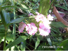 �������� �������� ����� � �������.JPG