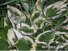 ����� 120-150  ���..JPG