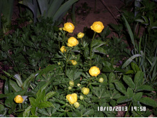 ��������� 50.JPG