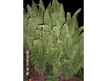 ���������� 40.JPG