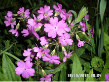 ������� 40.JPG