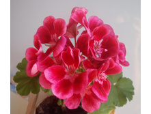 PAC Flower Fairy Velvet.jpg