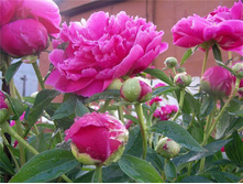 ���� ������� ����� ���. ���� �� 1 ������� 300�