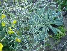 P1020779.JPG ������