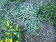 P1020780.JPG ������ ���������