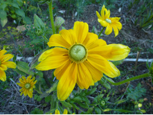 P1020786.JPG ��������