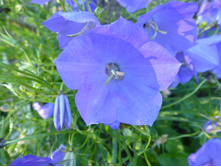 P1020787.JPG ����������� ����������