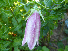 P1020788.JPG ����������� �������� ������� 35�