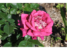 �� �������