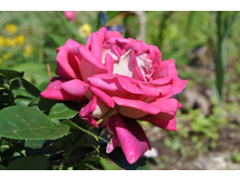 �� �������