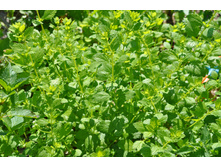 ������� ��������