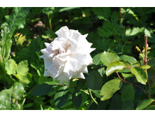 ��������� ���� ����