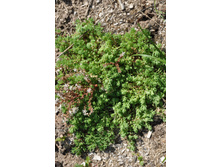 ������ ���������