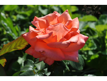 �� ������