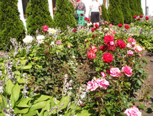 SDC10046.JPG