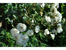 ����������  Petticoat