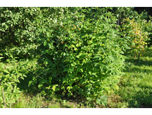 ������ ������ ������