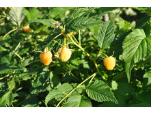 ������ ������ ������