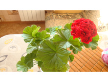 Johanna fr' Sattraby ��������