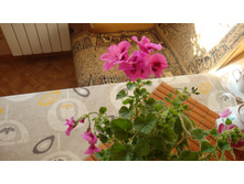 ���� ��������( Nervosum)