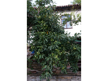 ������ �� ������ ������