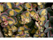 ������ �������� ���������������......