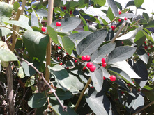 ������������ ����������� ���������.