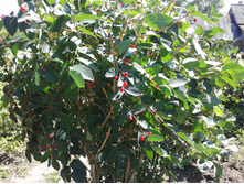 ������������ ����������� ���������.