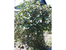 ������������ ����������� ���������.