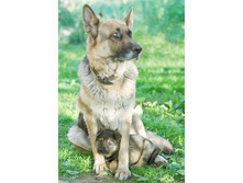 ���� � ��������.jpg